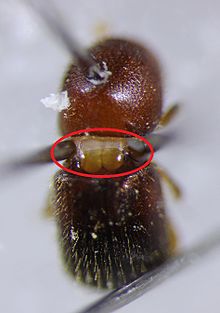 Pronotal mycangium from ambrosia beetle.jpg