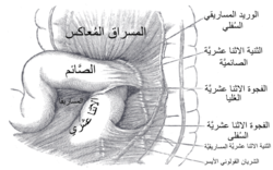 الحفرة الإثنا عشرية العلوية والسفلية