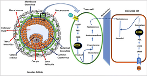 Steroïdogenese in theca- en granulosacellen