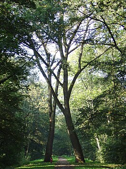 Vliegenbos Amsterdam poort van Iepen.jpg