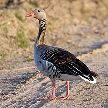 Greylag-Goose.jpg