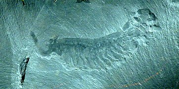 Opabinia (Dinocarídido)