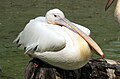 R�zs�s g�d�ny (Pelecanus onocrotalus)