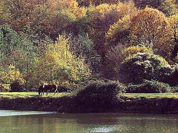 Un tratto della Foresta Umbra