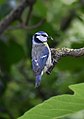 Mésange bleue (Cyanistes caeruleus).