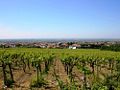 Panorama di Cecchina di Albano e vigneti dalla localit� Poggio Ameno.