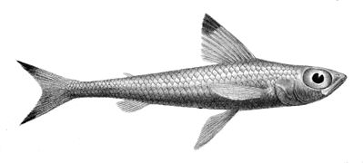 Paraulopus nigripinnis (Paraulopidae)