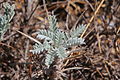 Astragalus massiliensis