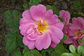 Rosa 'Marguerite Hilling', Hilling 1959. Rosarium Uetersen Alemania.