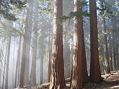 Sequoiadendron giganteum