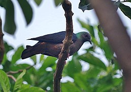 Columba malherbii