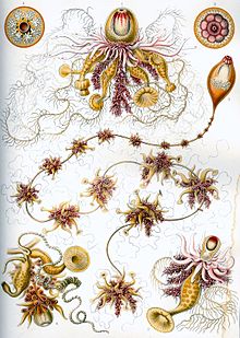 Haeckel Siphonophorae 7.jpg