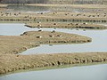 Isola della Cona ob izlivu Soče v morje