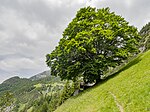 Buche auf der Pflegermahd bei der Eggerh�tte