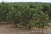 Naranja en Sao Paulo. En 2018 Brasil fue el mayor productor mundial, y Am�rica Latina abarc� el 30 % de la producci�n global de esta fruta.