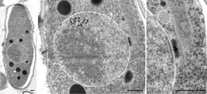 Centrosoom van Schizosaccharomyces pombe. Het streepje is 500 nm lang.