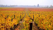 Valle de Colchagua, Chile. El cultivo de vid es importante para la producci�n de vinos, piscos y espumantes. Es tradicional en pa�ses templados y semi�ridos de la regi�n.