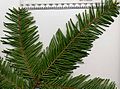 A. grandis foliage – upper side of the leaves