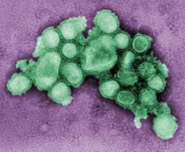 Elektronenmicroscopisch beeld van het Influenza A- (H1N1-)griepvirus A/CA/4/09. De virussen zijn ~100 nanometer in diameter.[1]