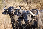 both male and female buffalos