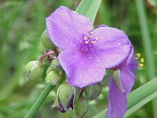 Sl�gtsnavnet Tradescantia giver navn til hele ordenen. Her ses Have-Tradescantia (Tradescantia x andersoniana).