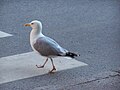 横断歩道を渡るカモメ