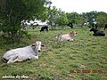 A região tinha muitas vacas pintadas, daí o nome "Pintadas".