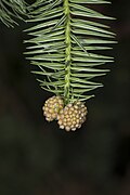 Cunninghamia lanceolata