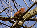 Eichhörnchen-Mutter im windigen Baum