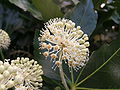 Umbela simples de Fatsia japonica (Araliaceae)