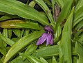 Roscoea kunmingensis