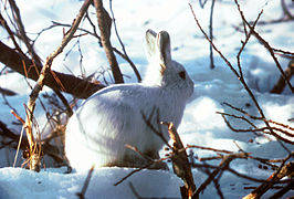 Le pelage blanc du li�vre arctique lui permet de se camoufler dans la neige.