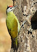 Grijskopspecht (Picus canus) ♂