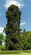 Mammoetboom in Enschede