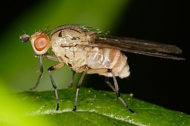 Homoneura sp., un Lauxaniidae.