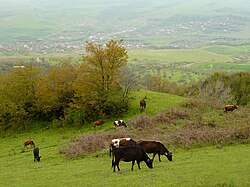 چشم‌اندازی در قره‌باغ - منظره‌ای از دهستان کارمیر شوکا