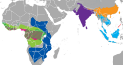 Manis crassicaudata – violet Manis pentadactyla – orange Manis javanica – cyan Manis culionensis – red Phataginus tricuspis – yellow green Phataginus tetradactyla – magenta Smutsia gigantea – green Smutsia temmenicki – blue