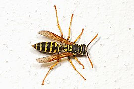 Polistes dominula