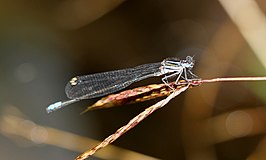 Caconeura gomphoides