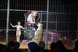 Lions dans un cirque en Tunisie en 2017.