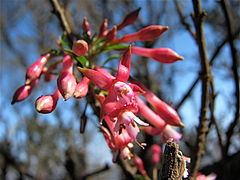 Fuchsia lycioides