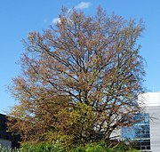 Museumsbuche an der ehemaligen Geschützgießerei