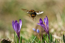 Bourdon chargé de pollen en vol vers un Crocus