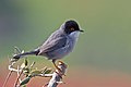 Kucsm�s posz�ta (Sylvia melanocephala)