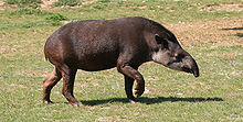 Un tapir (animal quadrupède de couleur foncée avec un long museau) sur l'herbe