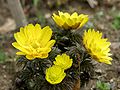 日本の古典園芸植物の一つフクジュソウ