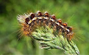 Chenille, sud de la France