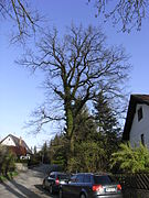 Naturdenkmal Eiche am alten Postweg