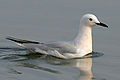 Vékonycsőrű sirály (Larus genei)