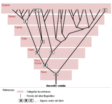 Taxonomia-y-filogenia.gif